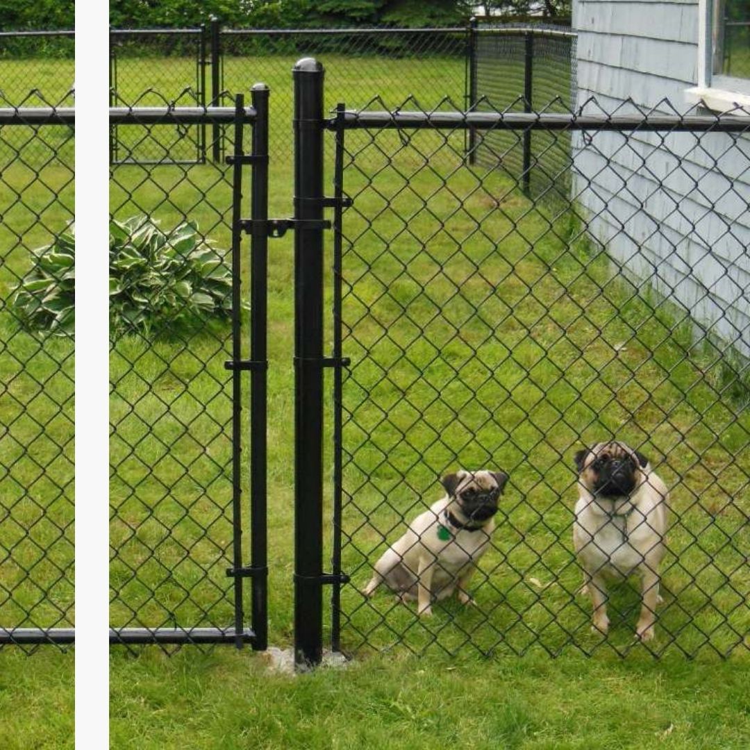 two small dogs in backyard behind a chainlink fence